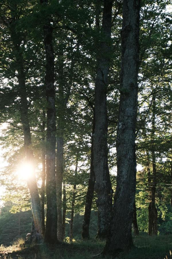Lodge Avec Spa Privatif - Foret Et Lac Liginiac Екстер'єр фото
